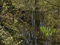 NL, Limburg, Weert, Roukespeel 8, Saxifraga-Jan van der Straaten